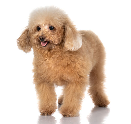 Toy poodle hotsell kaina